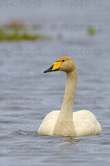 Whooper swan