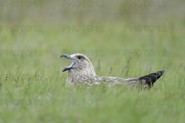 Skua