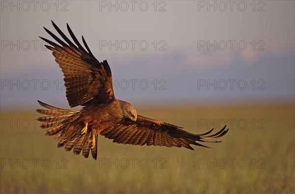 Black kite