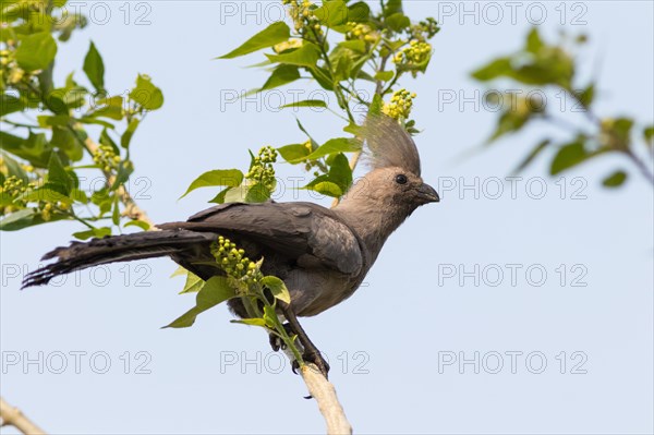 Grey parrot