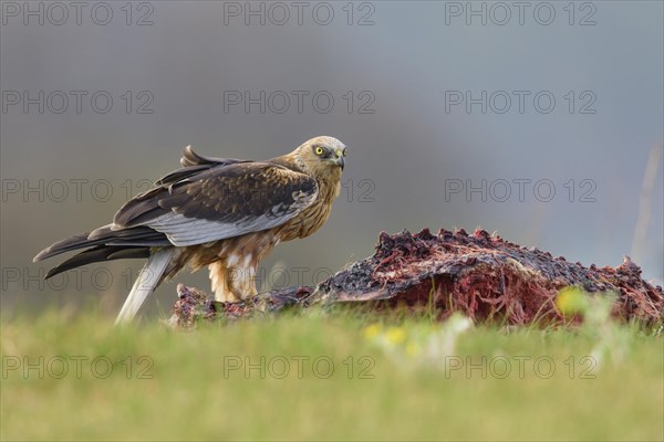 Male marsh harrier