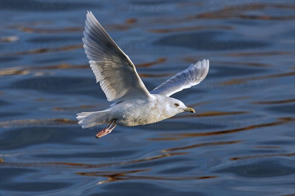 Icelandic gull