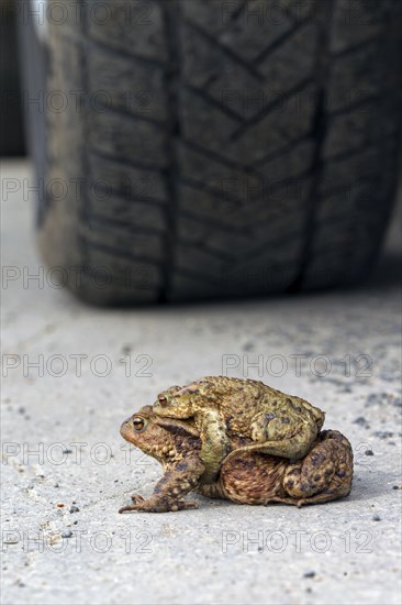 Common toad