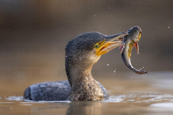 Great cormorant