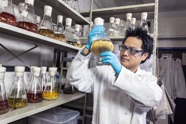 Scientist examining samples in the fungus room at the Institute of Pharmaceutical Biology and Biotechnology at Heinrich Heine University Duesseldorf