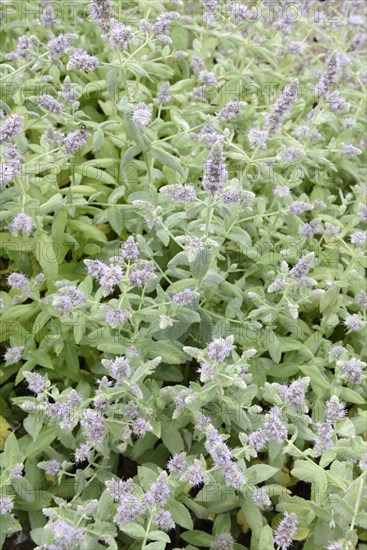 Horse mint