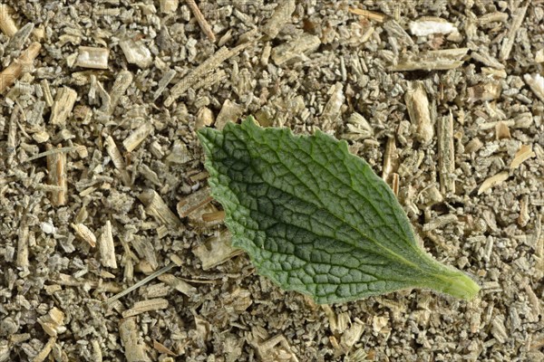 Horehound