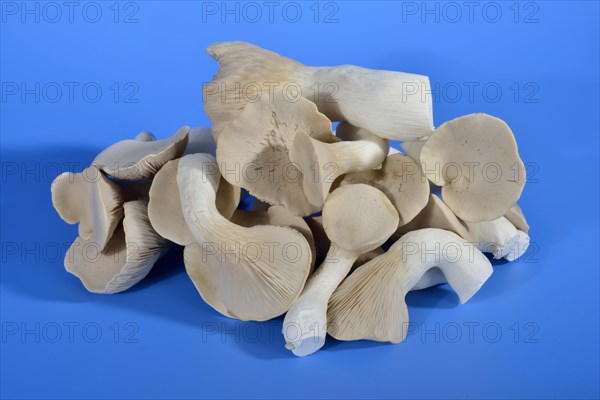 King trumpet mushroom