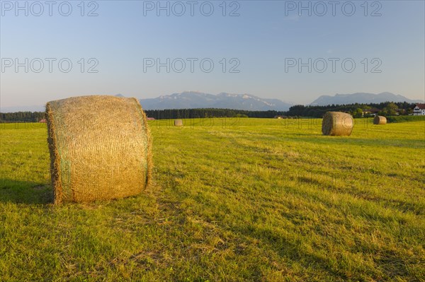 Hay bales in a meadow near Eggstaett