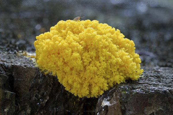 Dog vomit slime mold