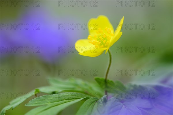 Yellow anemone