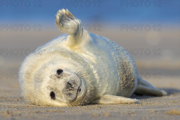 Grey Seal