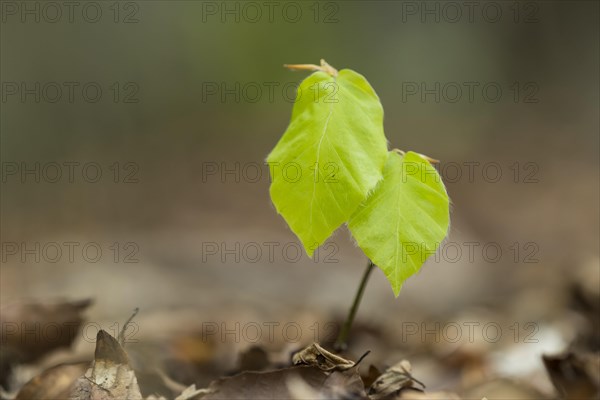 Beech seedling