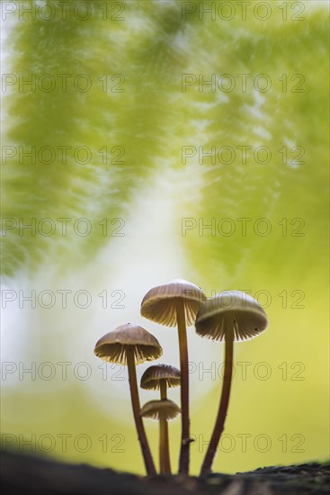 Lilac bonnet