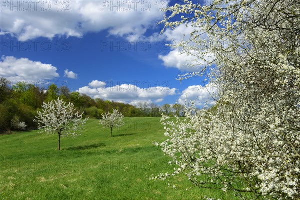 Flowering cherry trees