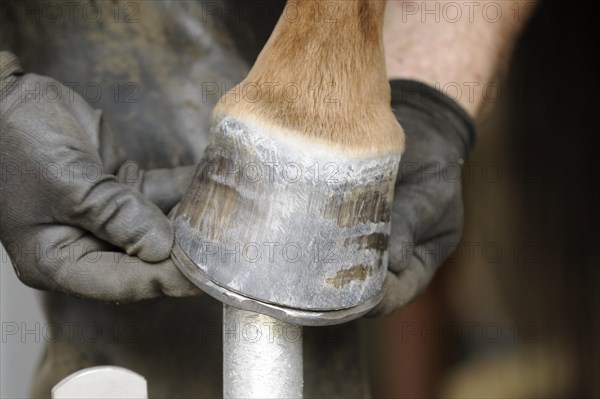 Farrier at work