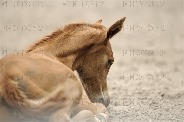 Arabian thoroughbred