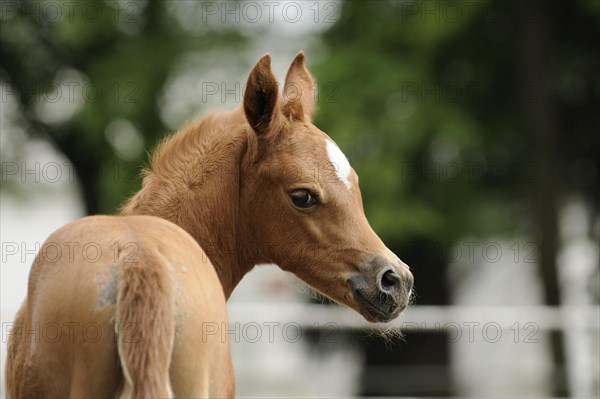 Arabian thoroughbred