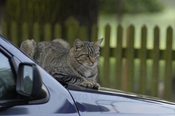 Tigered hangover on bonnet