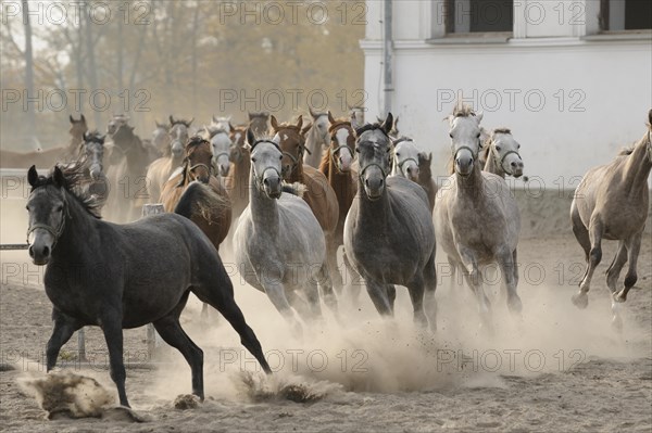 Arabian thoroughbred