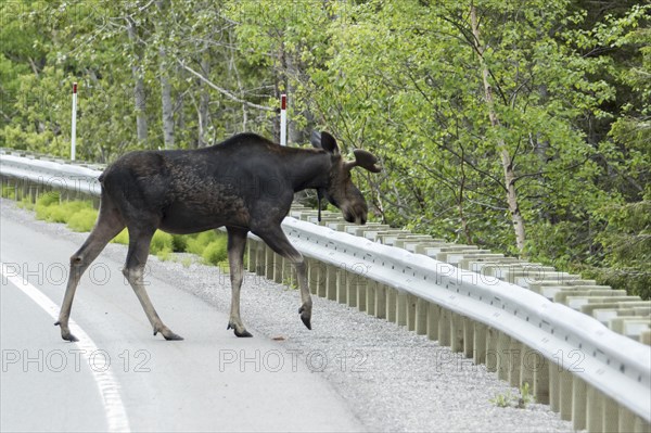 American elk