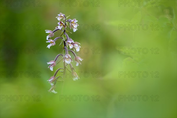 Marsh Helleborine