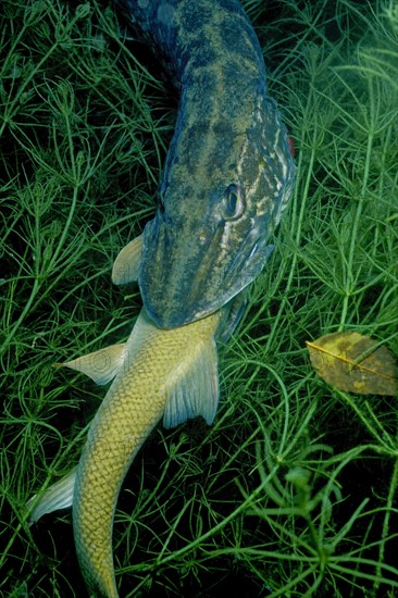 Pike