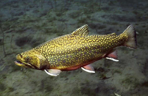 Brown trout