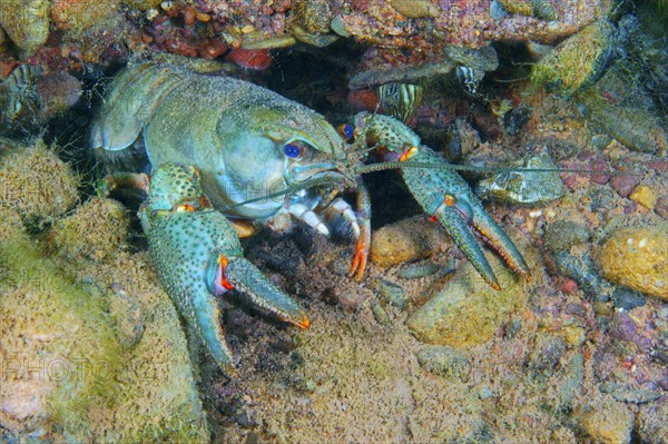 European Crayfish