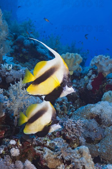 Red Sea bannerfishes