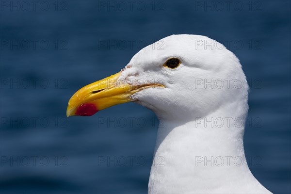 Head of Kelp Gull