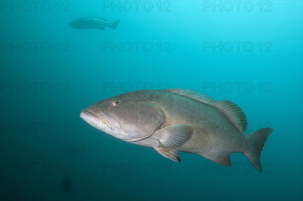 Pacific Goliath Grouper