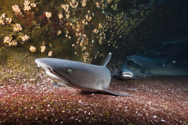 Whitetip Reef Shark