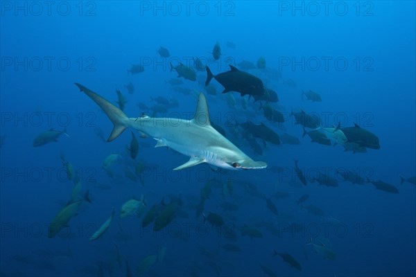 Scalloped Hammerhead