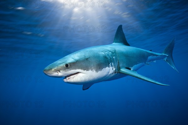 Great white shark