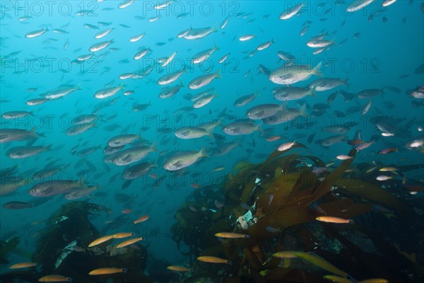 Shoal of swallowtail damselfish