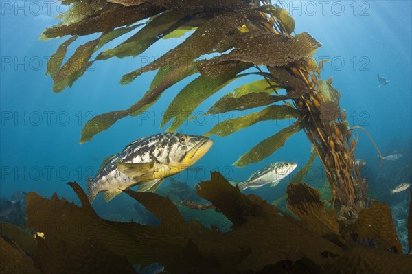 Kelp Bass