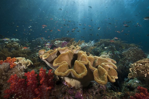 Coral reef with mushroom leather coral