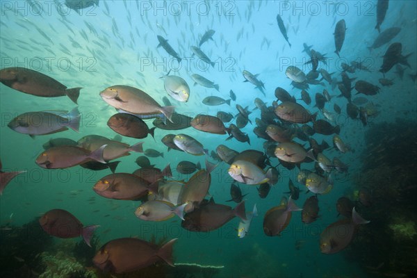 Shoal of grey surgeonfish