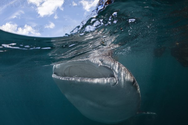 Whale shark