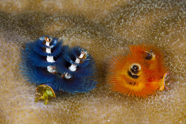 Variegated tubeworms