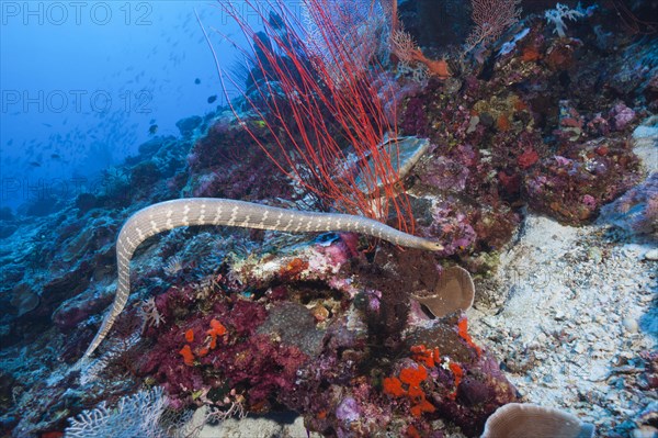 Flat-tailed sea snake