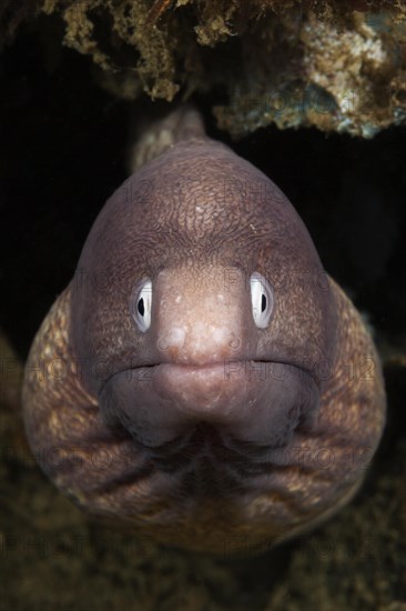 White-eyed moray eel