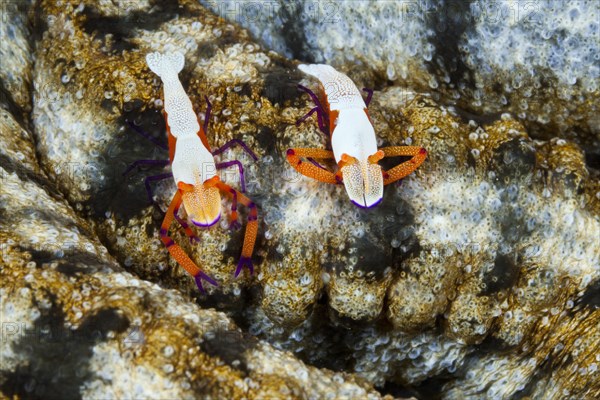 Pair of Emperor Shrimp