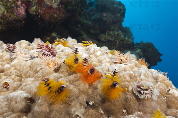 Christmas tree worm