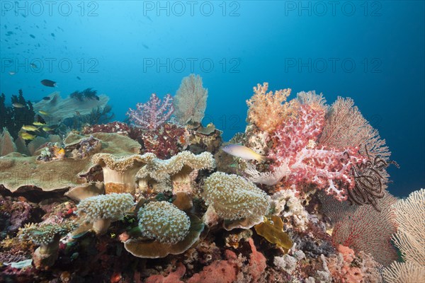 Species-rich coral reef