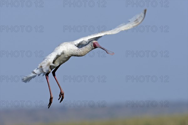 African spoonbill