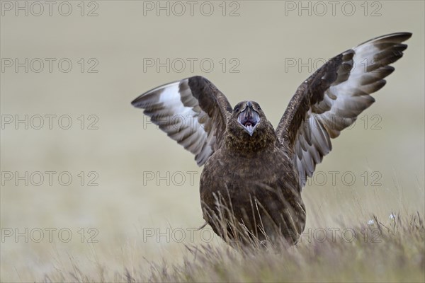 Skua