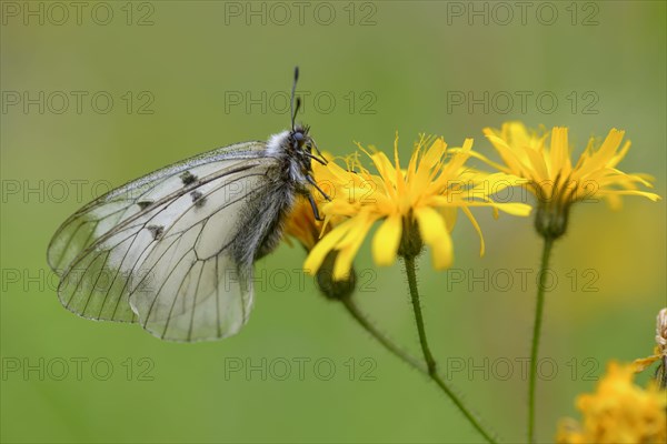 Male Black Apollo