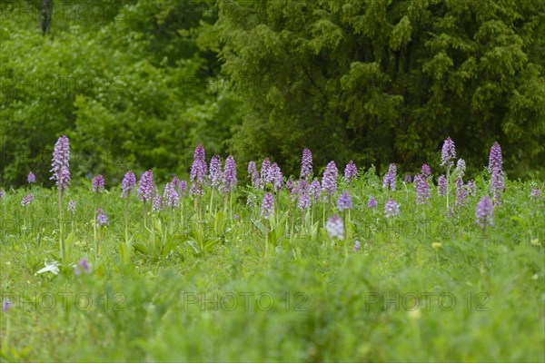 Northern marsh-orchid